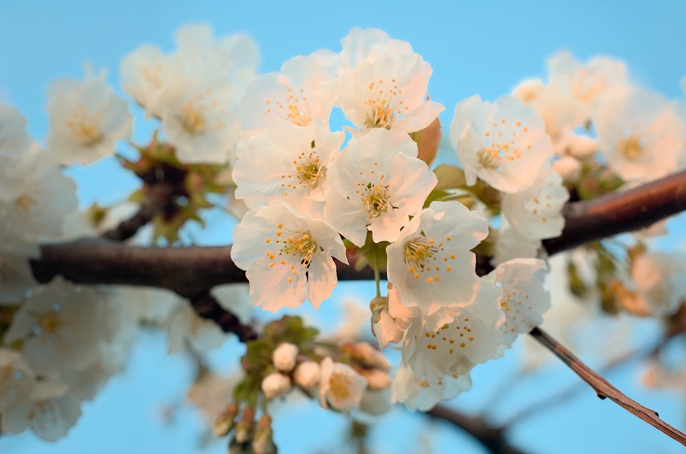 Fig flowers