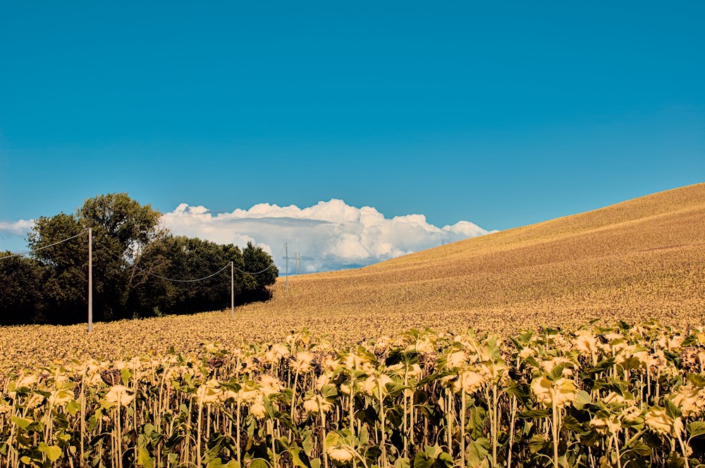 Hill with parched sunflowers