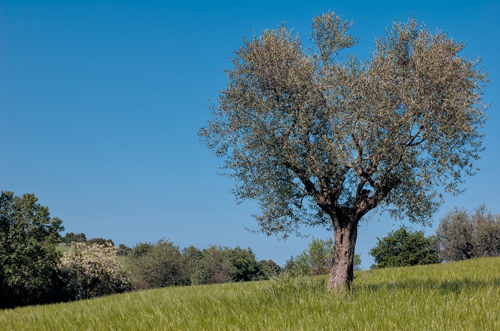 Olive tree and bushes