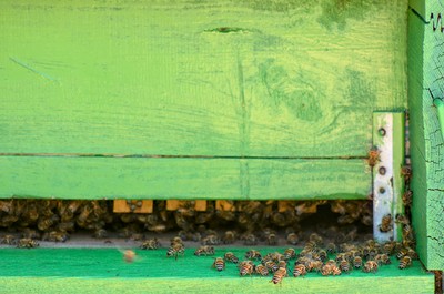 Bees in the apiary