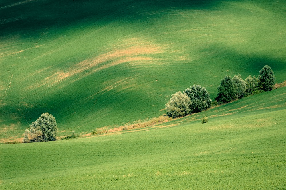 Green wheatgrains field