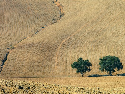 Plowed fields in the hills around Senigallia