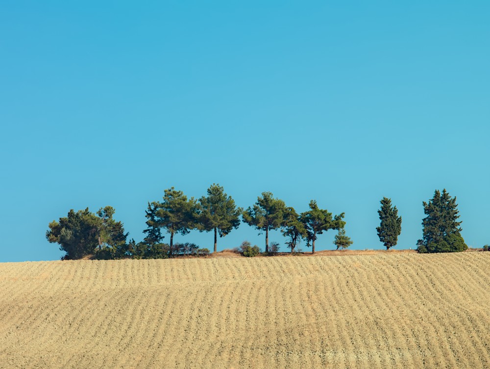 Plowed fields in the hills around Senigallia