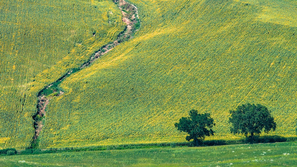 Two trees and a green hill