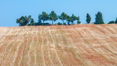 Threshed fields in the hills around Senigallia