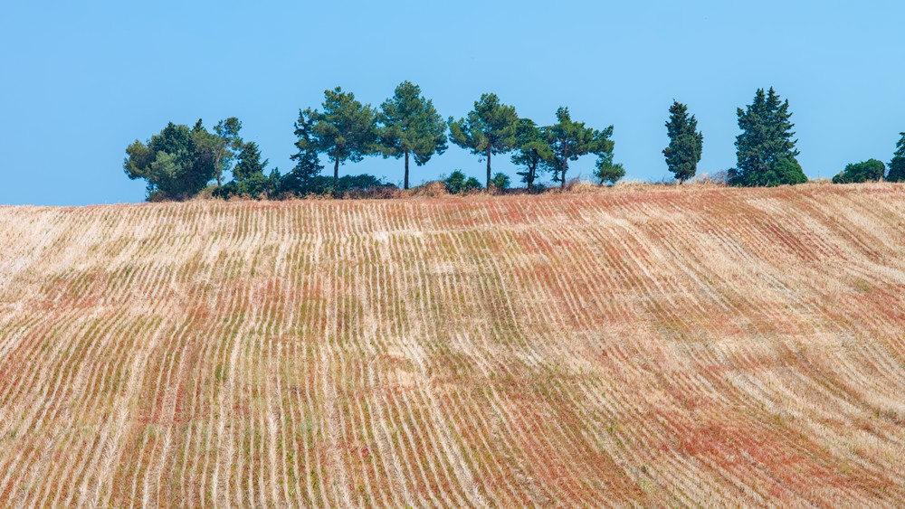 Threshed fields in the hills around Senigallia