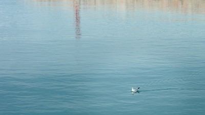 Swimming seagull