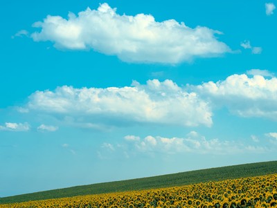 Sunflowers and clouds