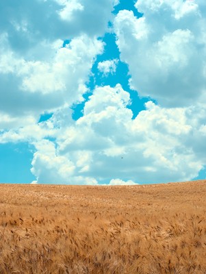 Wheat field and clouds