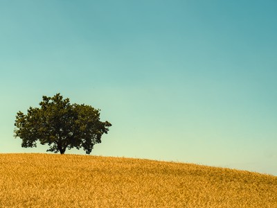 Tree in a wheat field