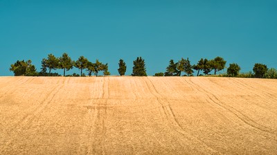 Group of tree in a wheat field