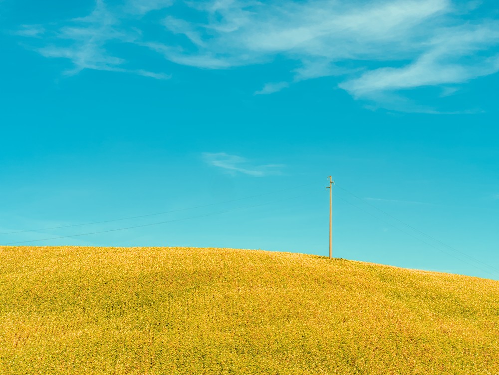 Electric poles on the hill with sunflowers