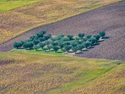 Group of trees on a plowed field