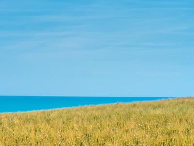 Green wheat field with a view on the sea