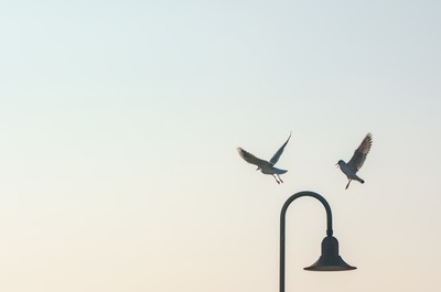 Seagull landing on a stree lamp