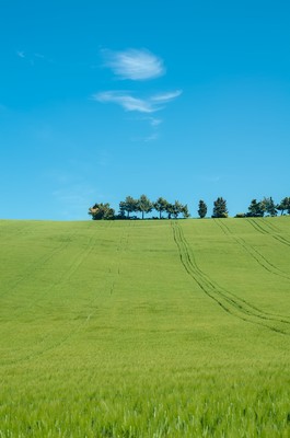 Tree row on the green hill