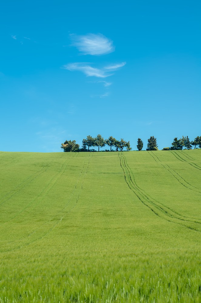 Tree row on the green hill