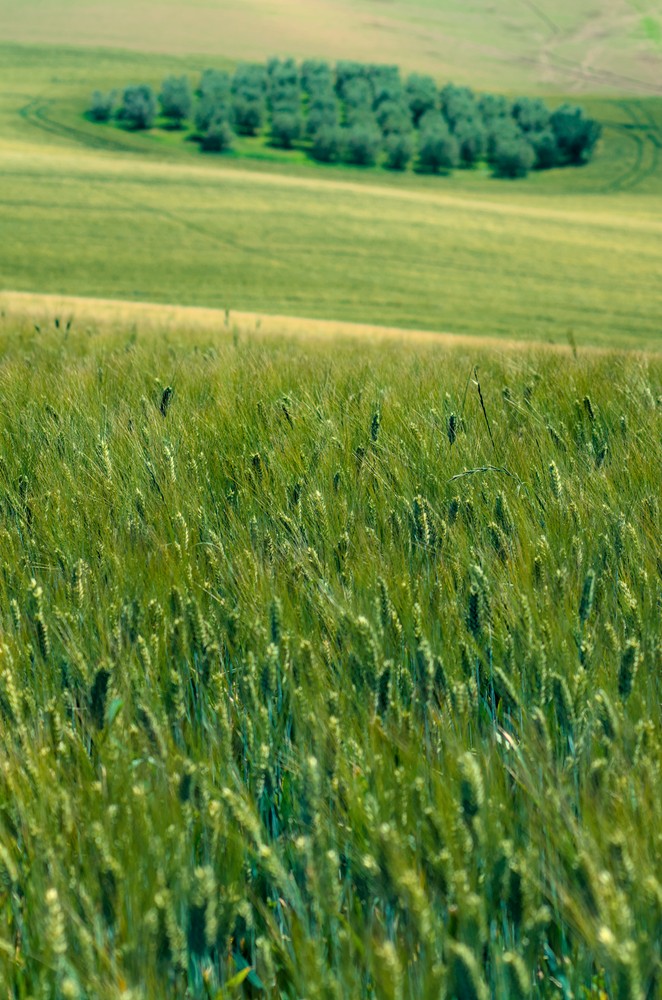 Group of tree in a wheat field