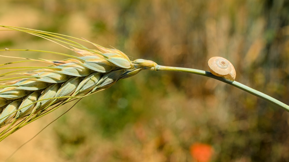 Snail on an ear of wheat