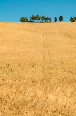 Wheat field and trees