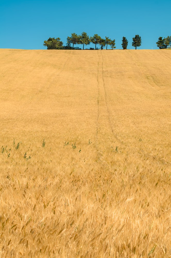 Wheat field and trees