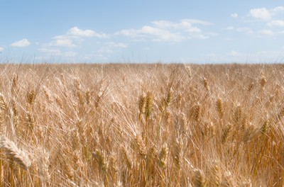 Wheath field