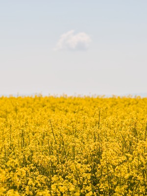 Mustard field