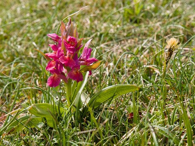 Wild mountain orchid