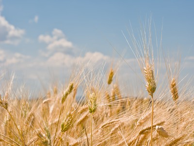Wheat field with detail of ears