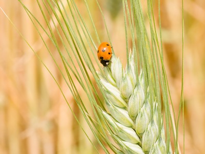 Ear of wheat wit ladybug
