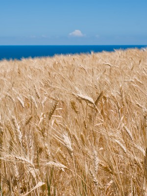 Wheat field with detail of ears, and sea on the horizon