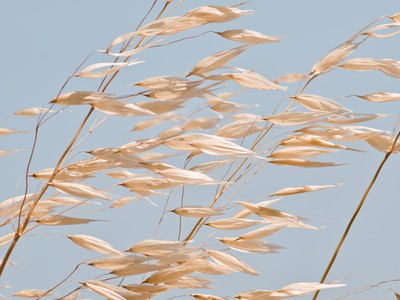 Wild oat against the sky