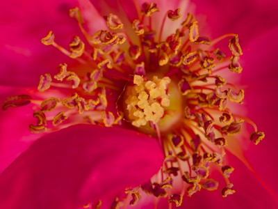 Pink rose, detail