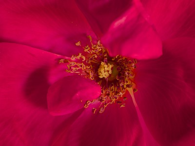 Pink rose, detail