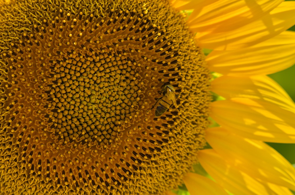 Bees and Sunflowers