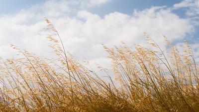 Wild oats in the wind