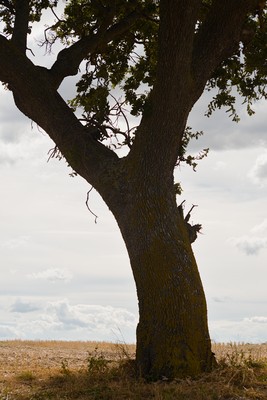 Oak tree against clouds