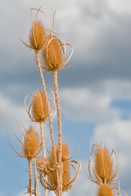 Wild teasel against clouds