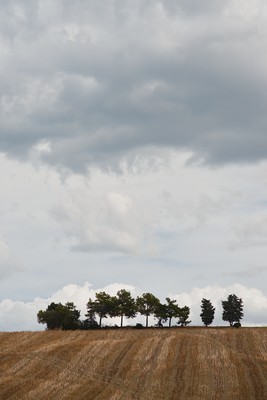 Trees against the clouds