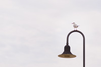 Seagull resting on a street lamp