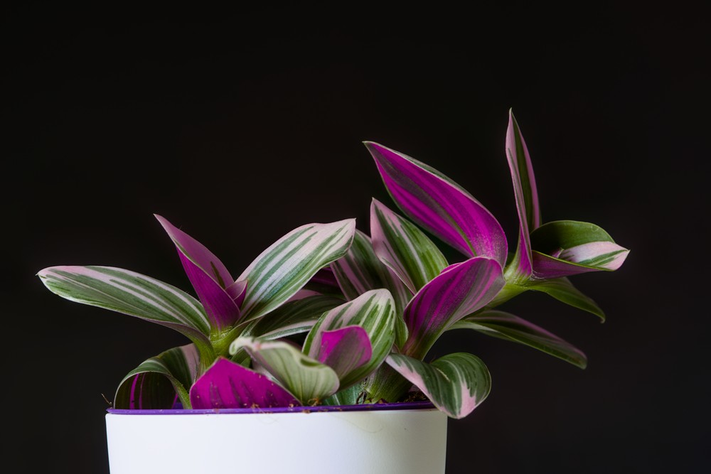 Tradescantia Nanouk