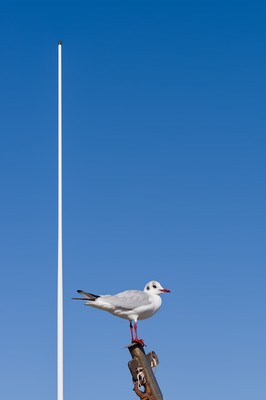 Resting seagull