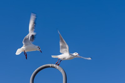 Seagulls on a street lamp