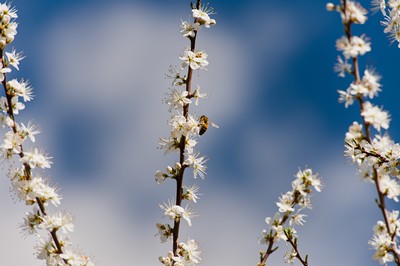 Cherry tree flowes with bee