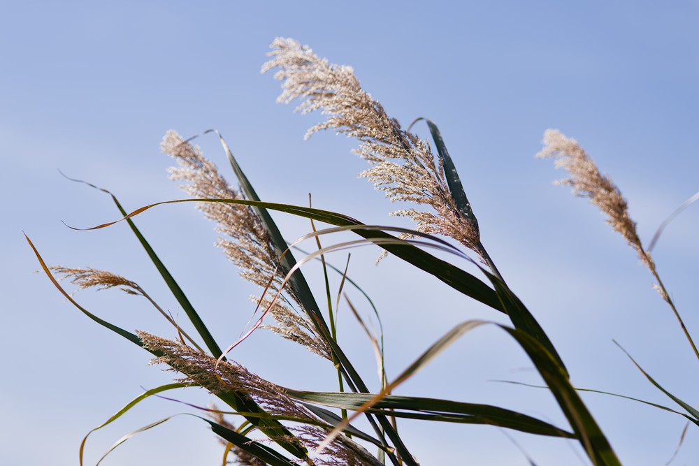 Reed in the wind