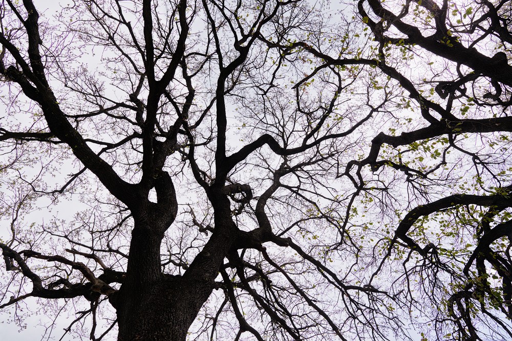 Tree branches against the clouds