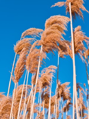 Reed in the wind