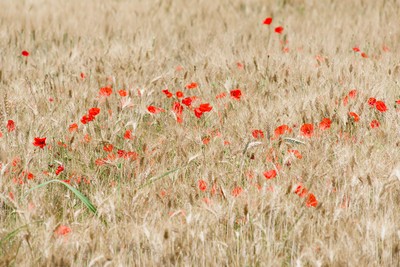 Wheat fìeld with poppies