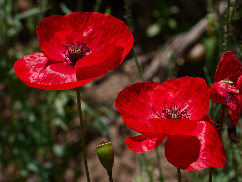 Poppies