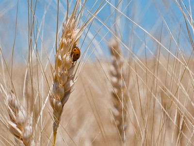 Ladybug on wheat